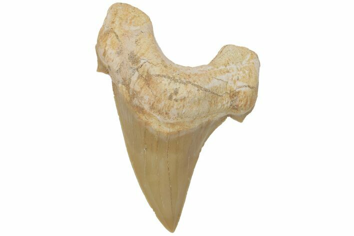 Fossil Shark Tooth (Otodus) - Morocco #211890